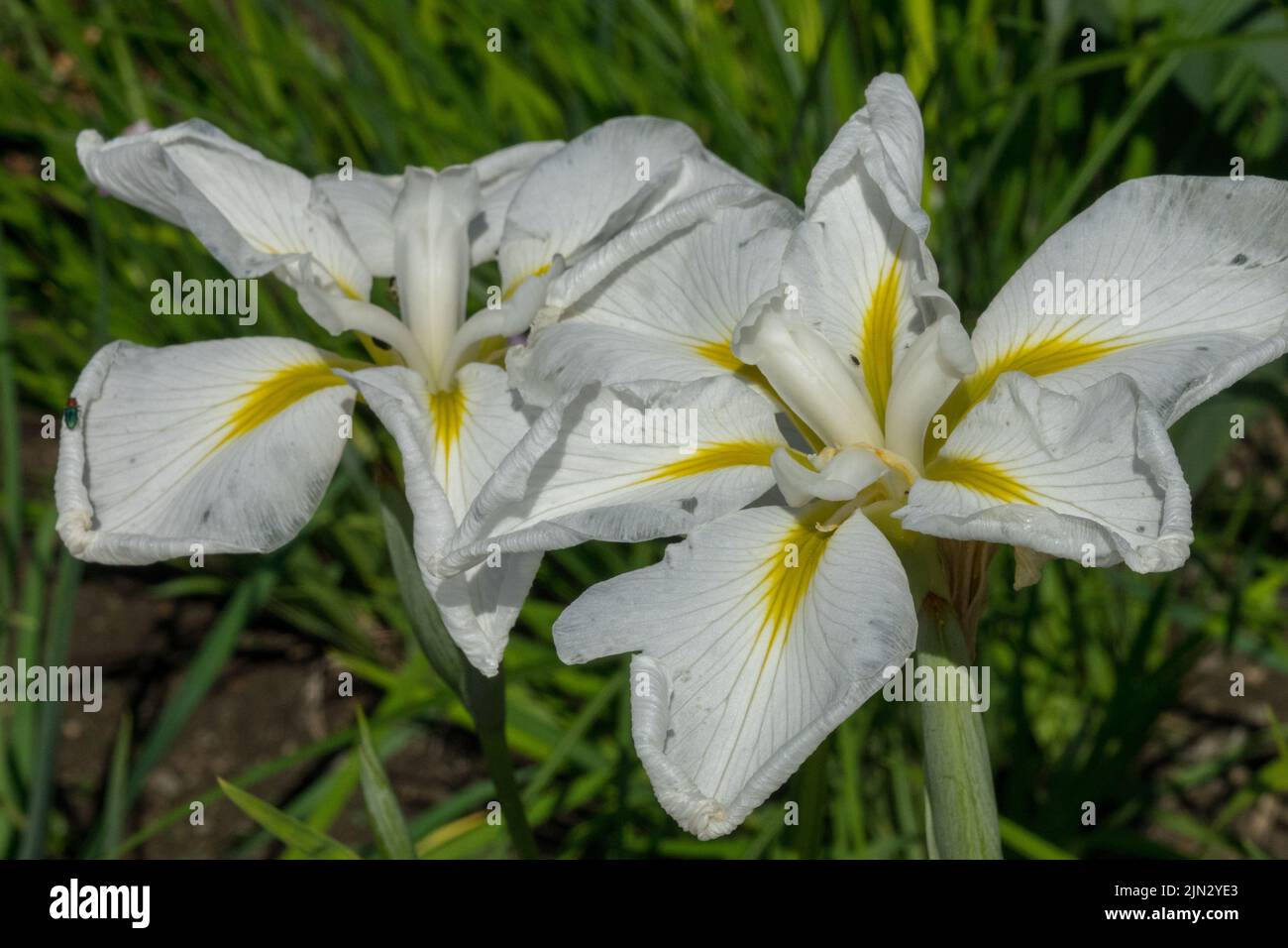 Iris blanc japonais, Iris ensata 'Utamaro', Blanc, Iris, ornemental, drapeaux fleur d'iris blanc Banque D'Images