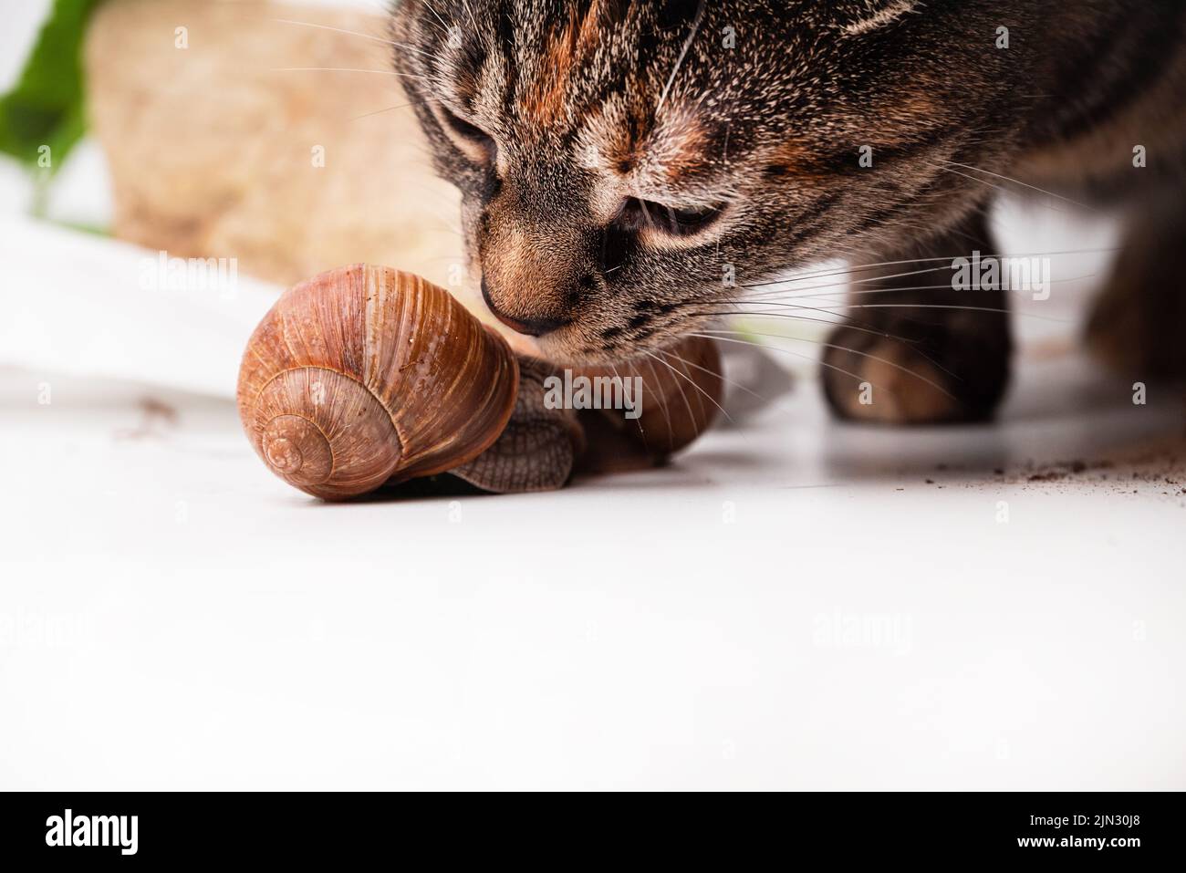 Un gros plan d'escargots romains et d'un chat européen sur fond blanc Banque D'Images