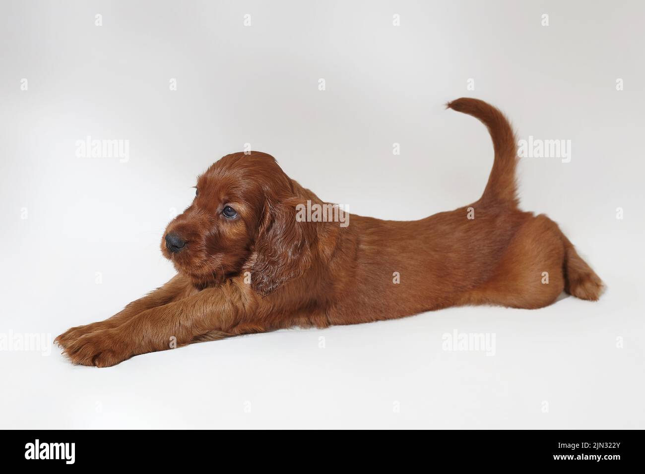 Chiot irlandais marron adorable. Photographiez en studio sur fond blanc. Banque D'Images