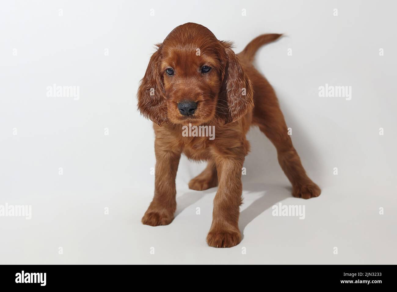 Chiot irlandais marron adorable. Photographiez en studio sur fond blanc. Banque D'Images