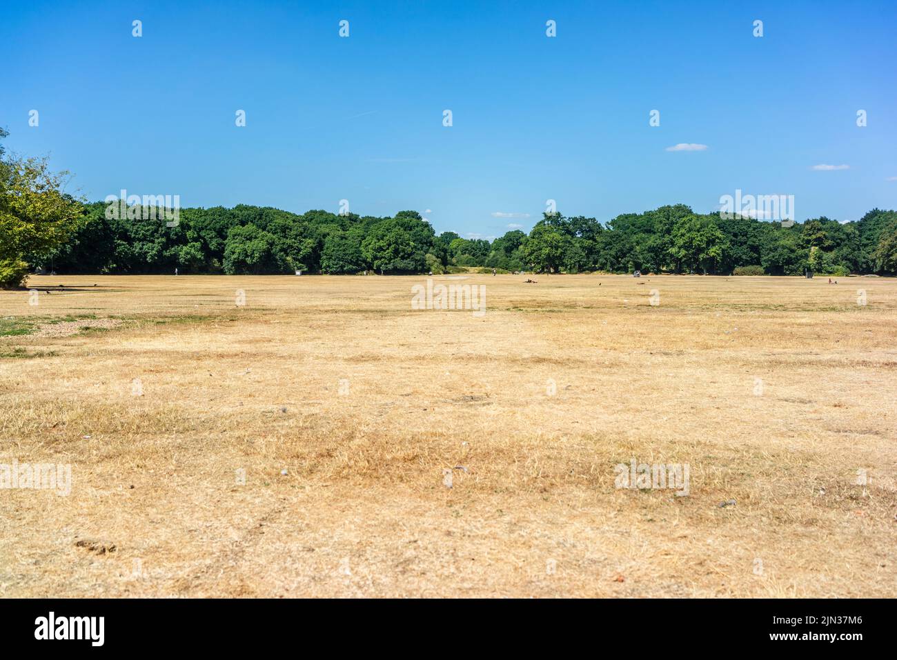 Southampton, Hampshire, Royaume-Uni. 8th août 2022. L'herbe a défilé dans le parc commun de Southampton pendant une période inhabituelle et prolongée de temps sec pendant la vague de chaleur de l'été 2022 dans le sud de l'Angleterre, au Royaume-Uni Banque D'Images