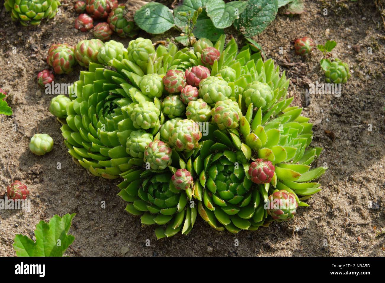 Beaux houseleeeeeeeeks - Sempervivum à proximité dans un jardin. Banque D'Images