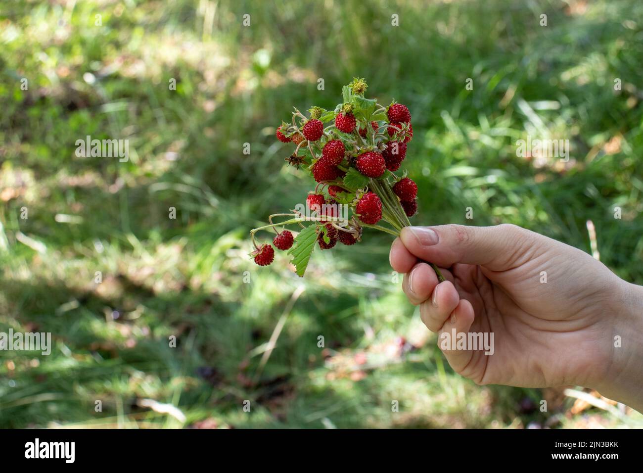 Petites fraises sauvages sur le Bush dans la main femelle sur fond d'herbe verte. Femme tenant des baies rouges. Style de vie d'été. Cueillette de petites fraises Banque D'Images