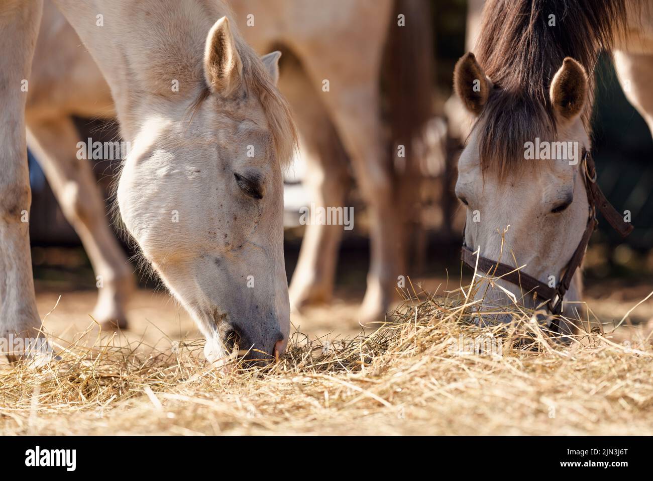 Deux chevaux blancs arabes mangeant du foin depuis le sol, gros plan sur la tête Banque D'Images