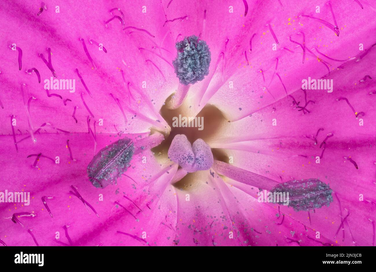Fleurs de carnation sauvages roses - espèces de Dianthus - sous microscope, pistil avec stigmate et particules de pollen couvertes d'étamines visibles.Largeur de l'image 9 mm Banque D'Images