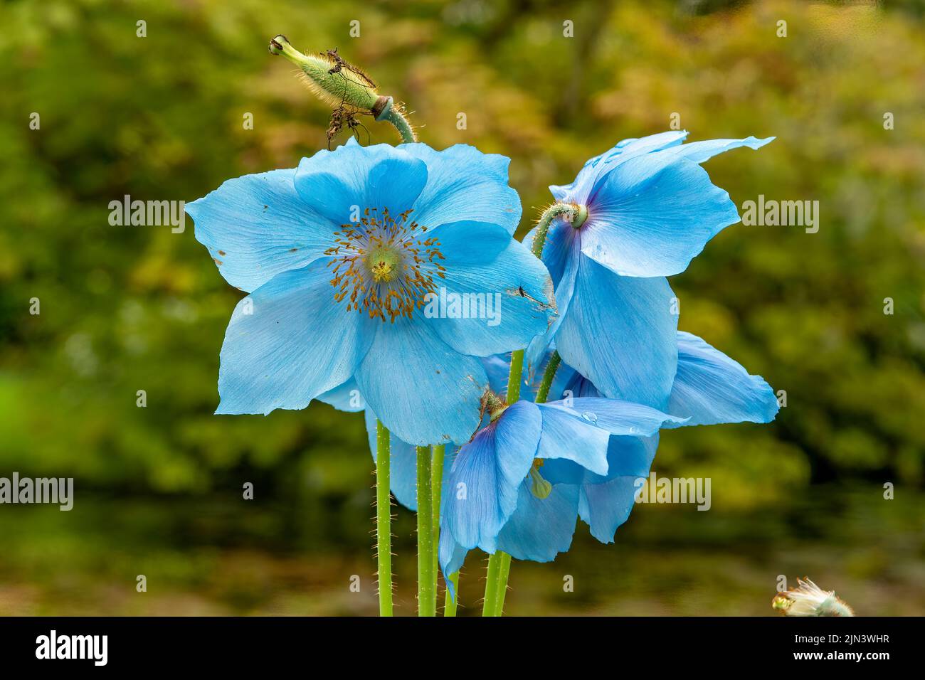 Meconopsis betonicifolia, Blue Poppy de l'Himalaya Banque D'Images