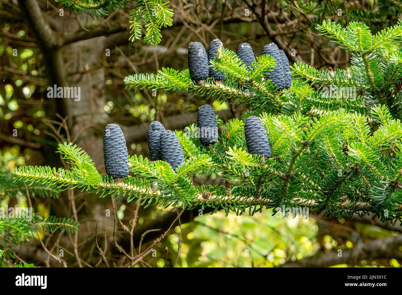 Abies koreana, Fir coréen Banque D'Images