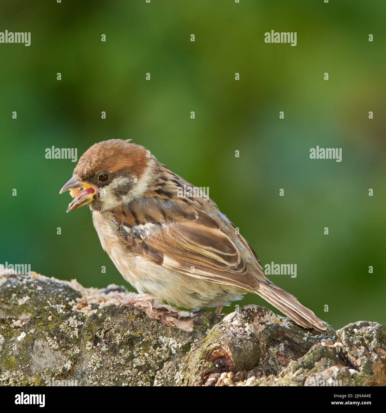 Bruant. Les moineaux sont une famille de petits oiseaux de passereau, les Passeridae. Ils sont également connus sous le nom de vrais sparrows, ou Old World sparrows, noms également utilisés pour Banque D'Images