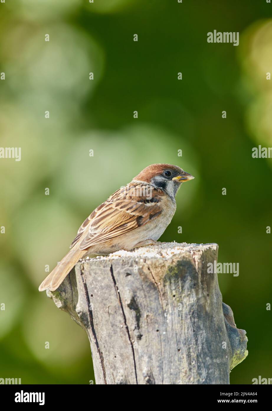 Bruant. Les moineaux sont une famille de petits oiseaux de passereau, les Passeridae. Ils sont également connus sous le nom de vrais sparrows, ou Old World sparrows, noms également utilisés pour Banque D'Images