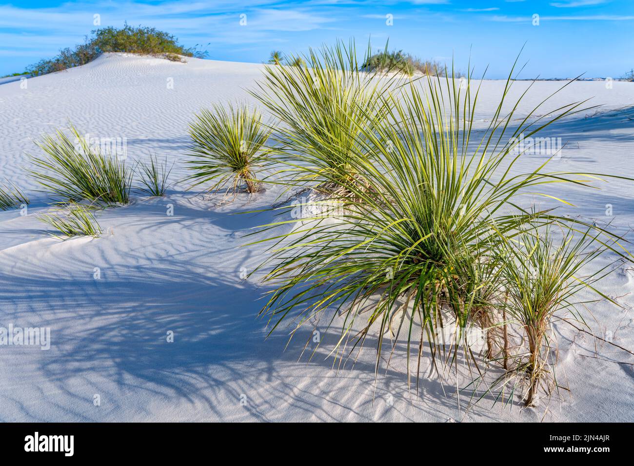 Sentier nature dune Life, parc national de White Sands, Nouveau-Mexique, États-Unis Banque D'Images