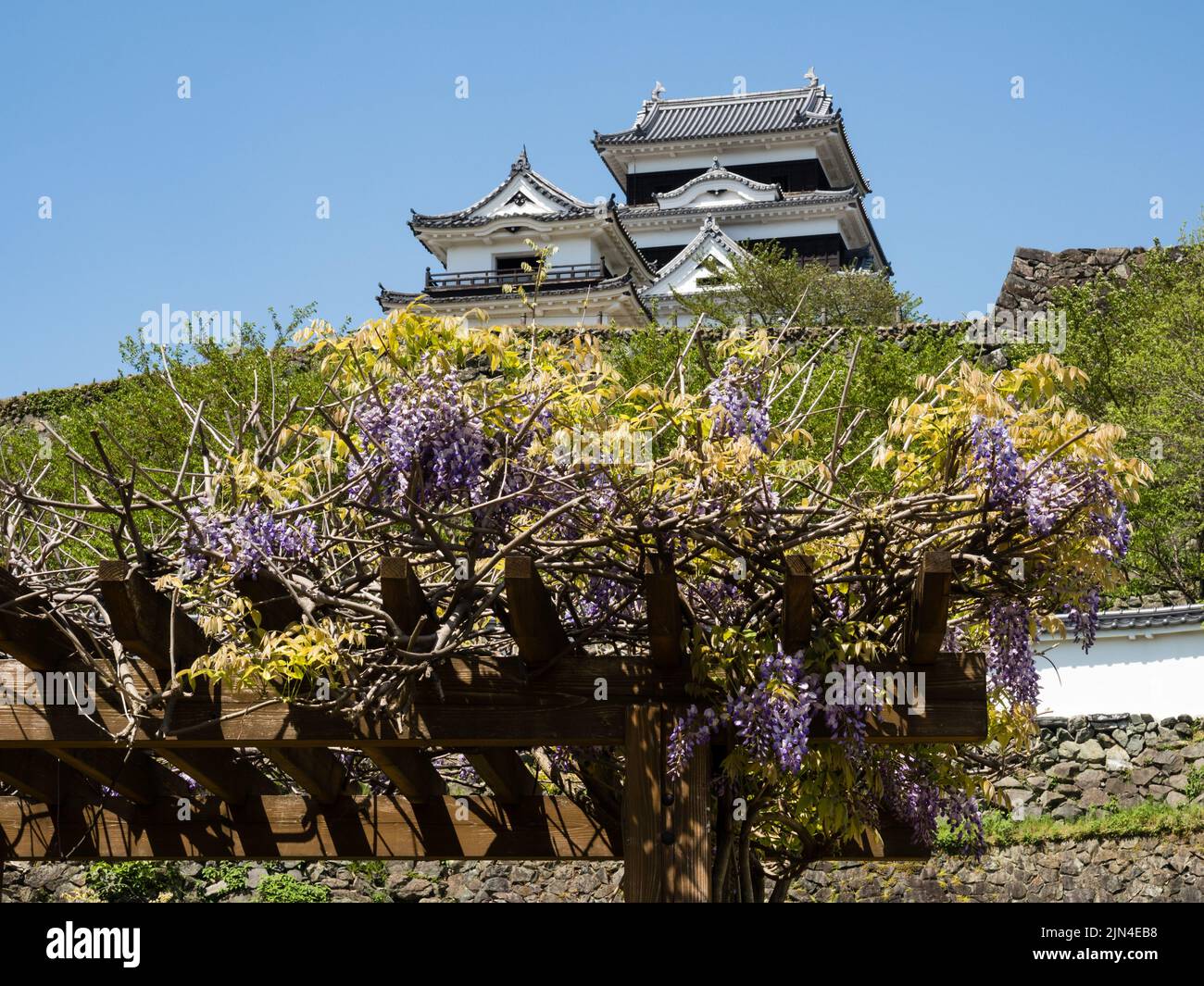 Reconstruit le château d'Ozu avec des fleurs de wisteria fleuries au printemps - préfecture d'Ehime, Japon Banque D'Images