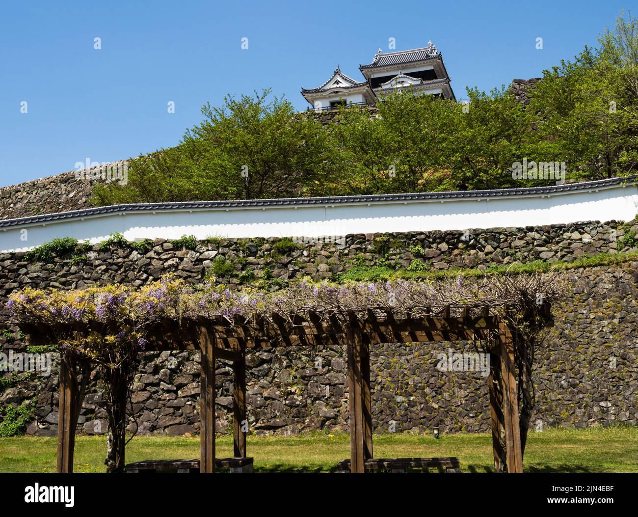 Reconstruit le château d'Ozu avec des fleurs de wisteria fleuries au printemps - préfecture d'Ehime, Japon Banque D'Images