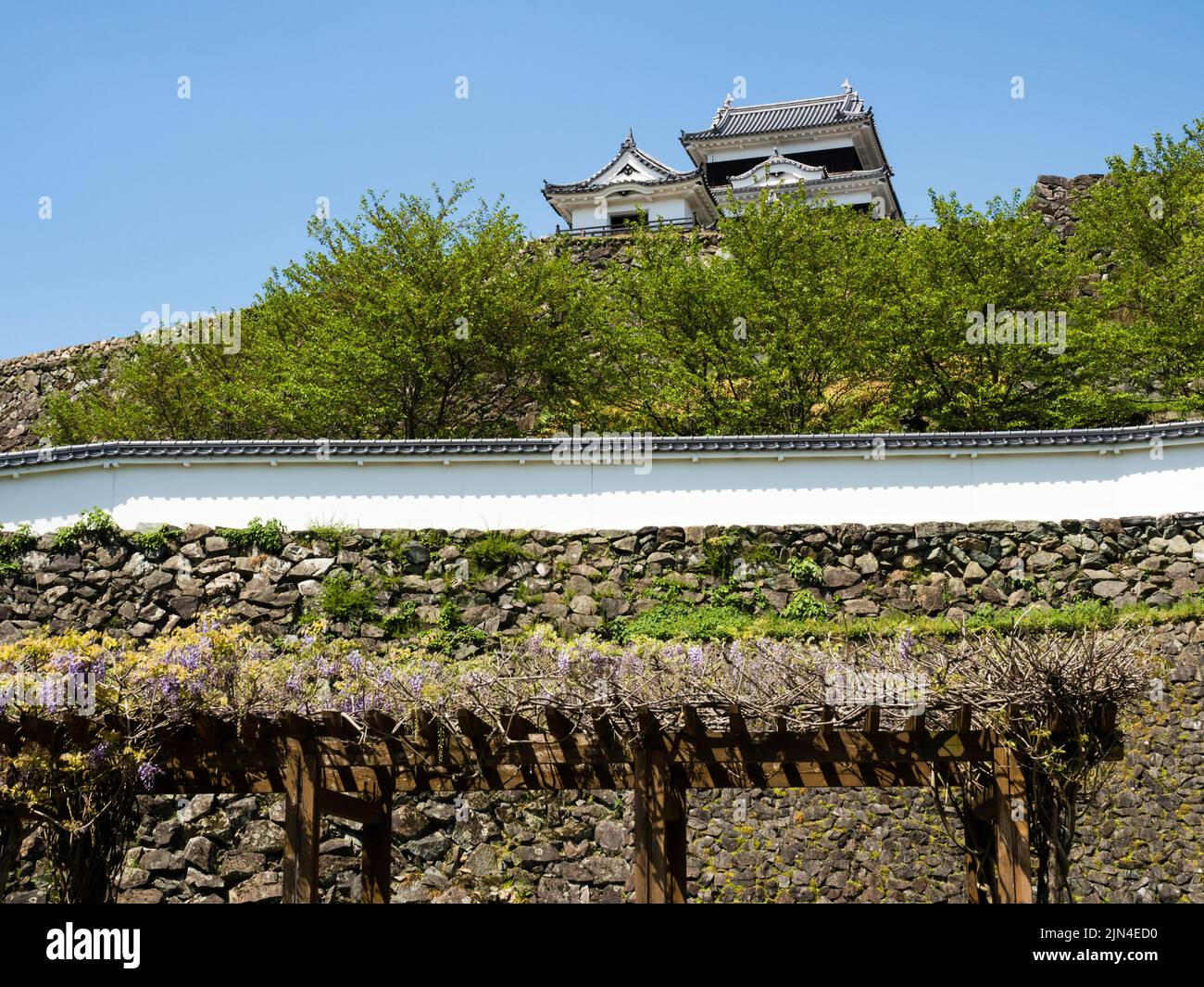 Reconstruit le château d'Ozu avec des fleurs de wisteria fleuries au printemps - préfecture d'Ehime, Japon Banque D'Images