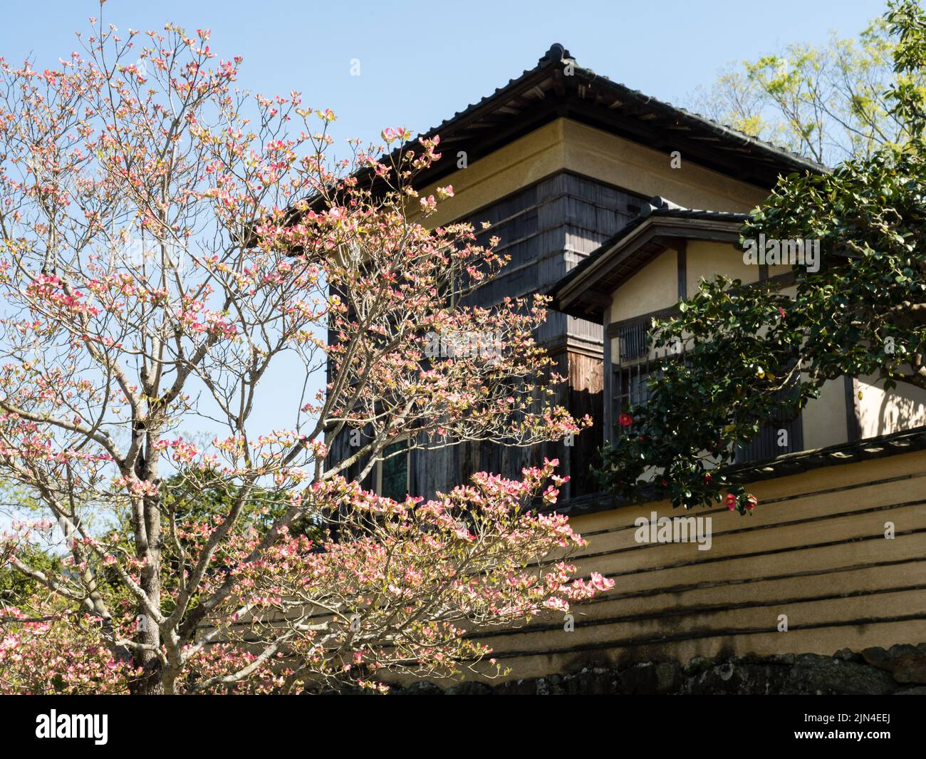 Le magnolia fleurit devant Garyu Sanso dans la vieille ville d'Ozu - préfecture d'Ehime, au Japon Banque D'Images