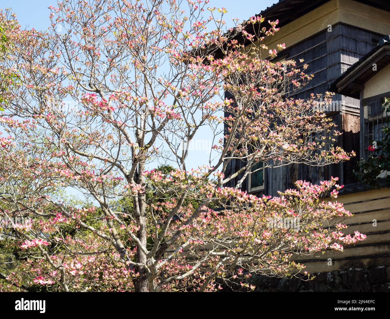 Le magnolia fleurit devant Garyu Sanso dans la vieille ville d'Ozu - préfecture d'Ehime, au Japon Banque D'Images
