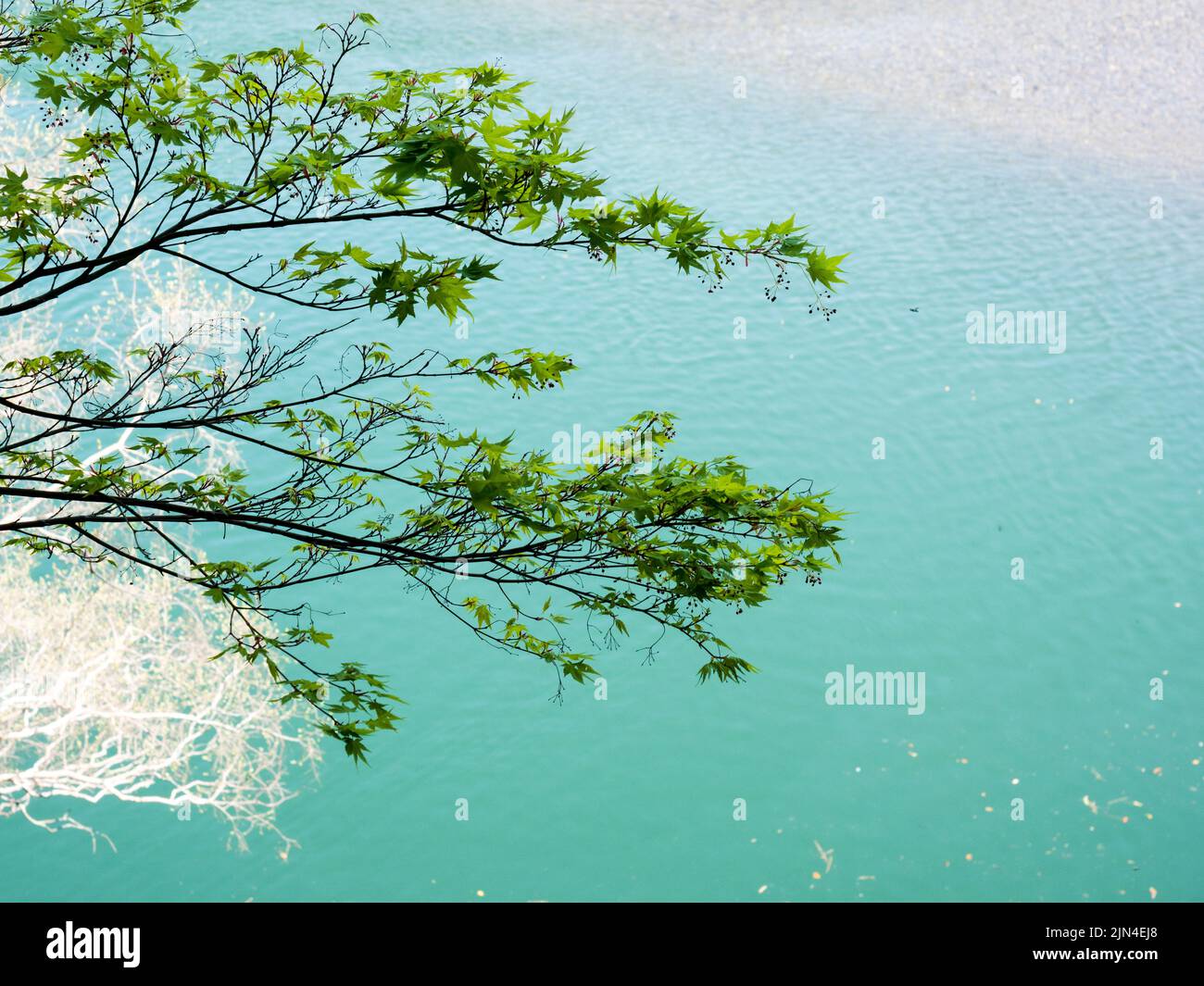 Branche d'érable vert planant sur la rivière bleue à Ozu, préfecture d'Ehime, Japon Banque D'Images