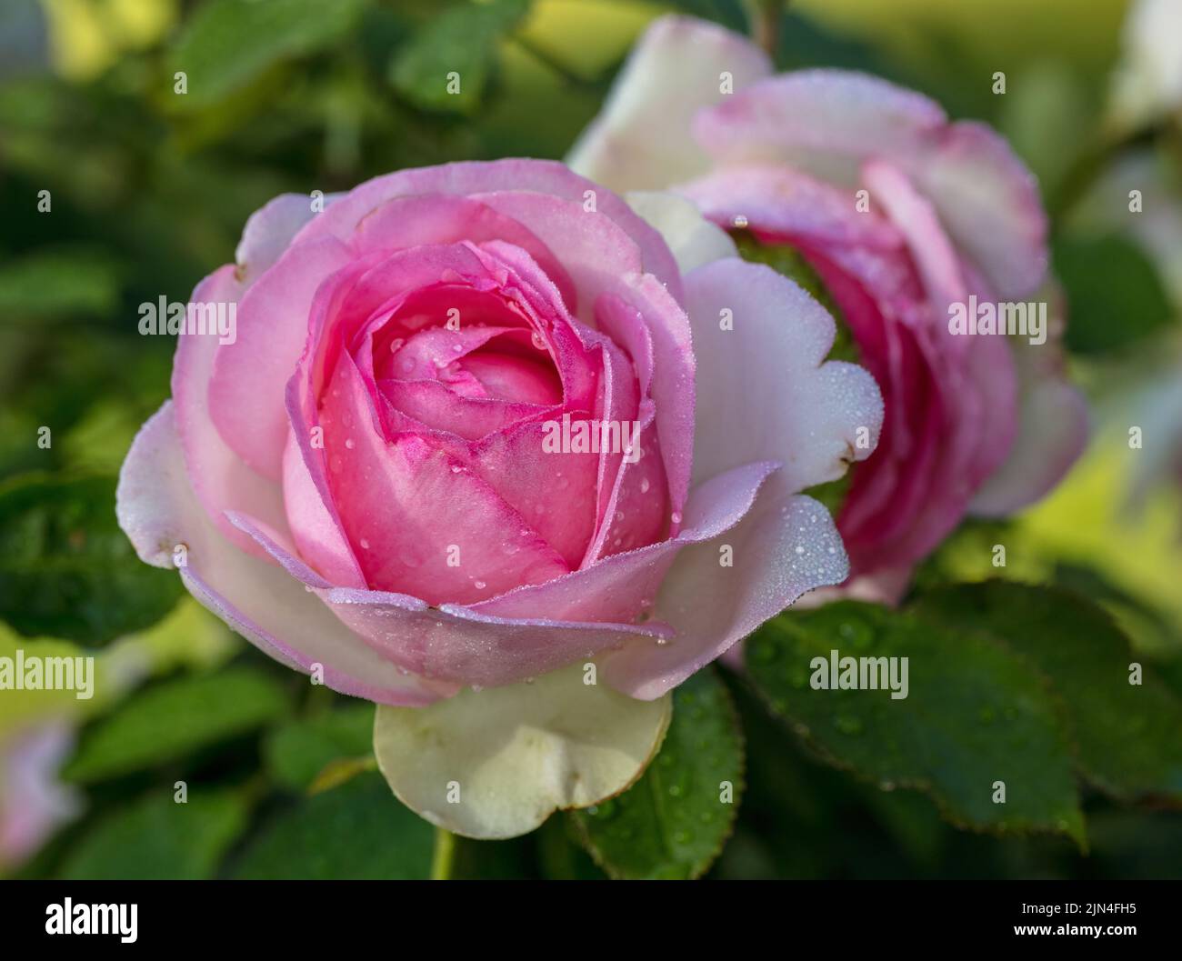 'Eden Rose, MEIviolon, Pierre de Ronsard, Eden Rose 85' Climbing Rose, Klätterros (Rosa) Banque D'Images