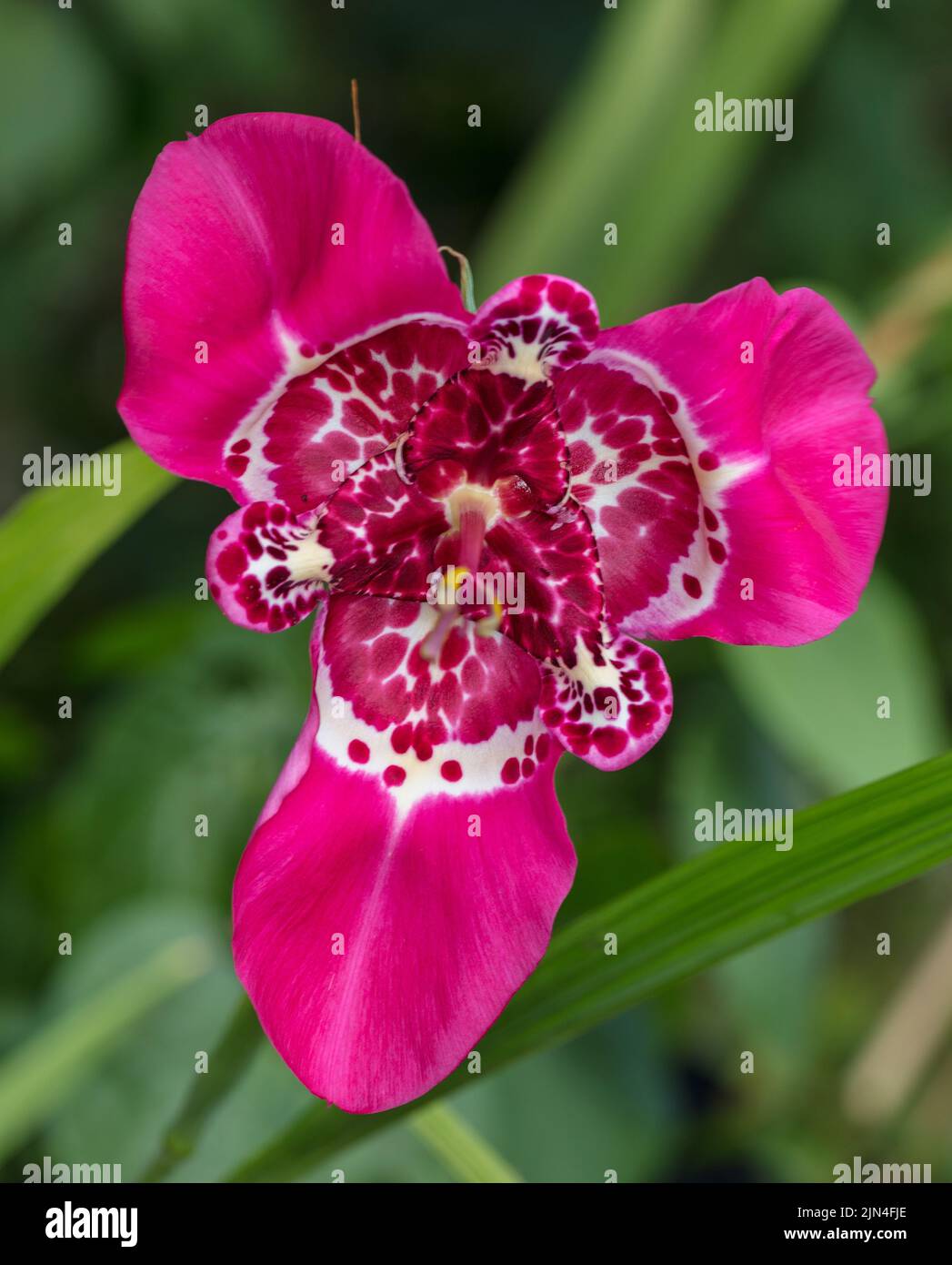 Mix Tiger iris, Påfågelsmilja (Tigridia Pavonia) Banque D'Images