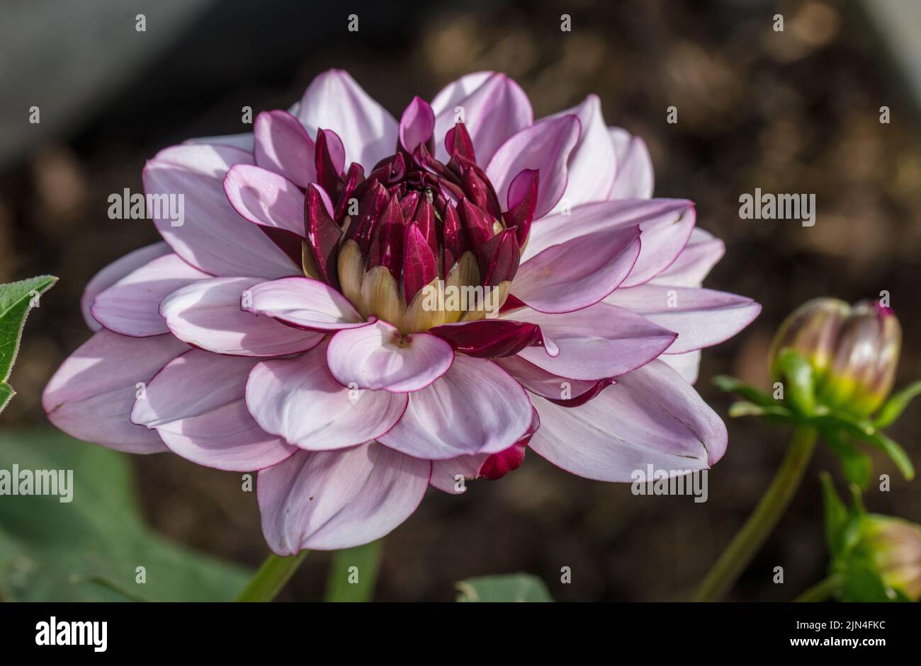 'Créme de Cassis' Anélide dahlia, Näckrosblommig dahlia (Dahlia x hortensis) Banque D'Images