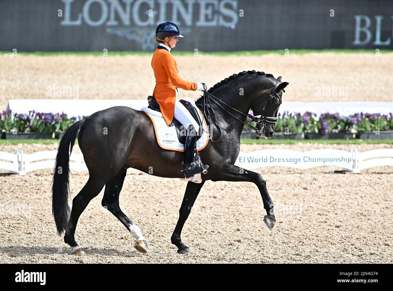 Herning. Danemark. 08 août 2022. World Equestrian Games. . Emmelie Scholtens (NED) à cheval SUR INDIAN ROCK pendant le championnat spécial du Grand prix mondial de dressage Blue Hors FEI Banque D'Images