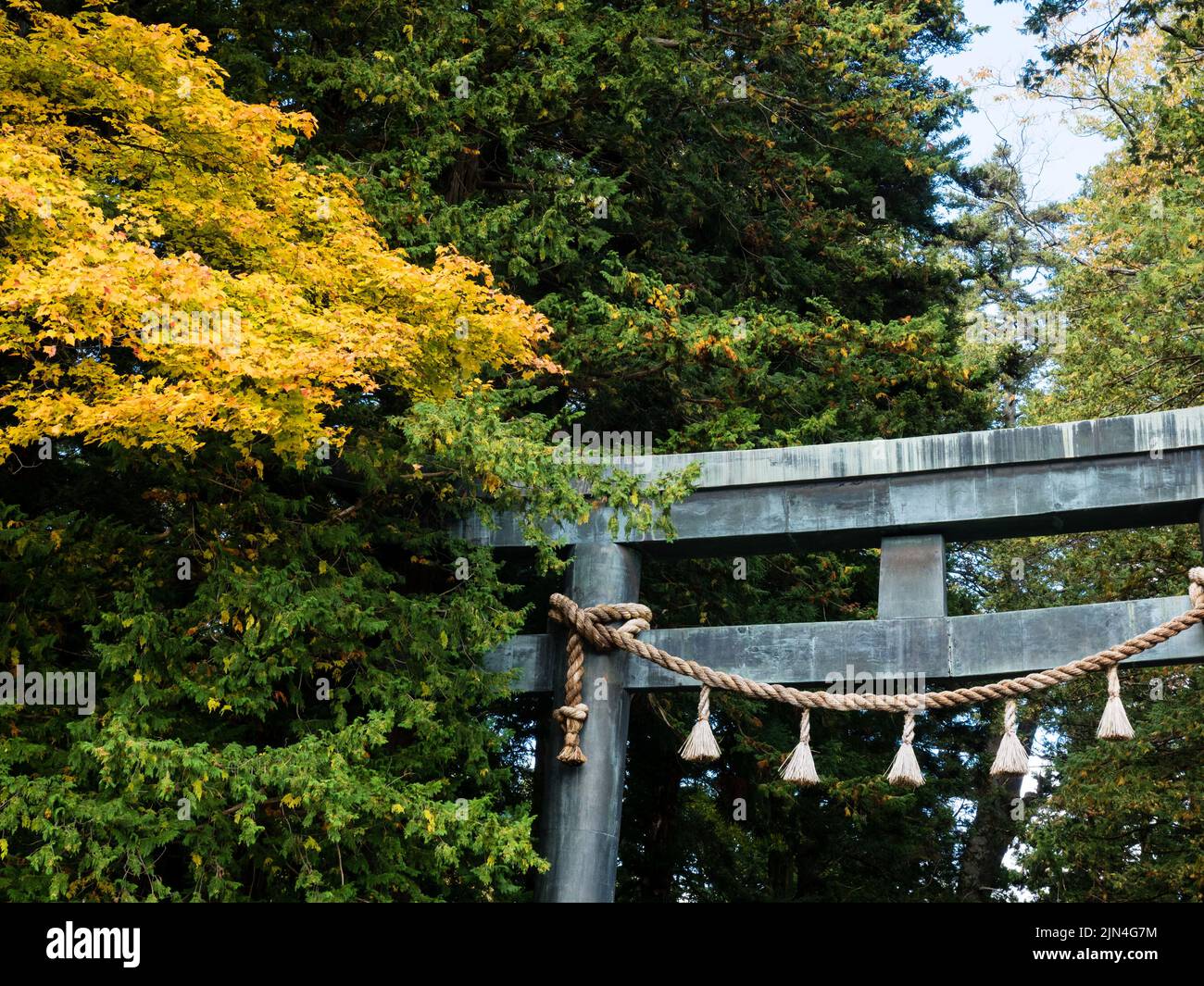 Portes en bronze torii de Suwa Taisha Kameha Honmiya avec feuilles dorées en automne Banque D'Images