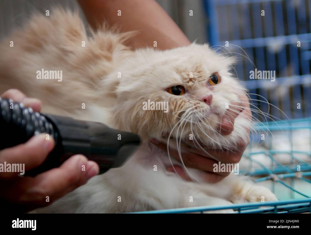 8 août 2022, Pondok kopi, Jakarta, Indonésie : un vétérinaire vérifie la santé d'un chat persan dans une boutique d'animaux et une clinique Cantik à Jakarta sur 9 août 2022. Actuellement, beaucoup de gens font des chats comme amis parce que les visages des chats qui nourrissent l'attention humaine aux chats plus grands, comme la santé, la beauté et le développement des chats, non seulement les races de chat, mais aussi les chats sauvages sont également soignés parce que les chats sauvages ont un système immunitaire qui peut s'adapter. condition et pas facile à tomber malade. (Credit image: © Dasril Roszandi/ZUMA Press Wire) Banque D'Images