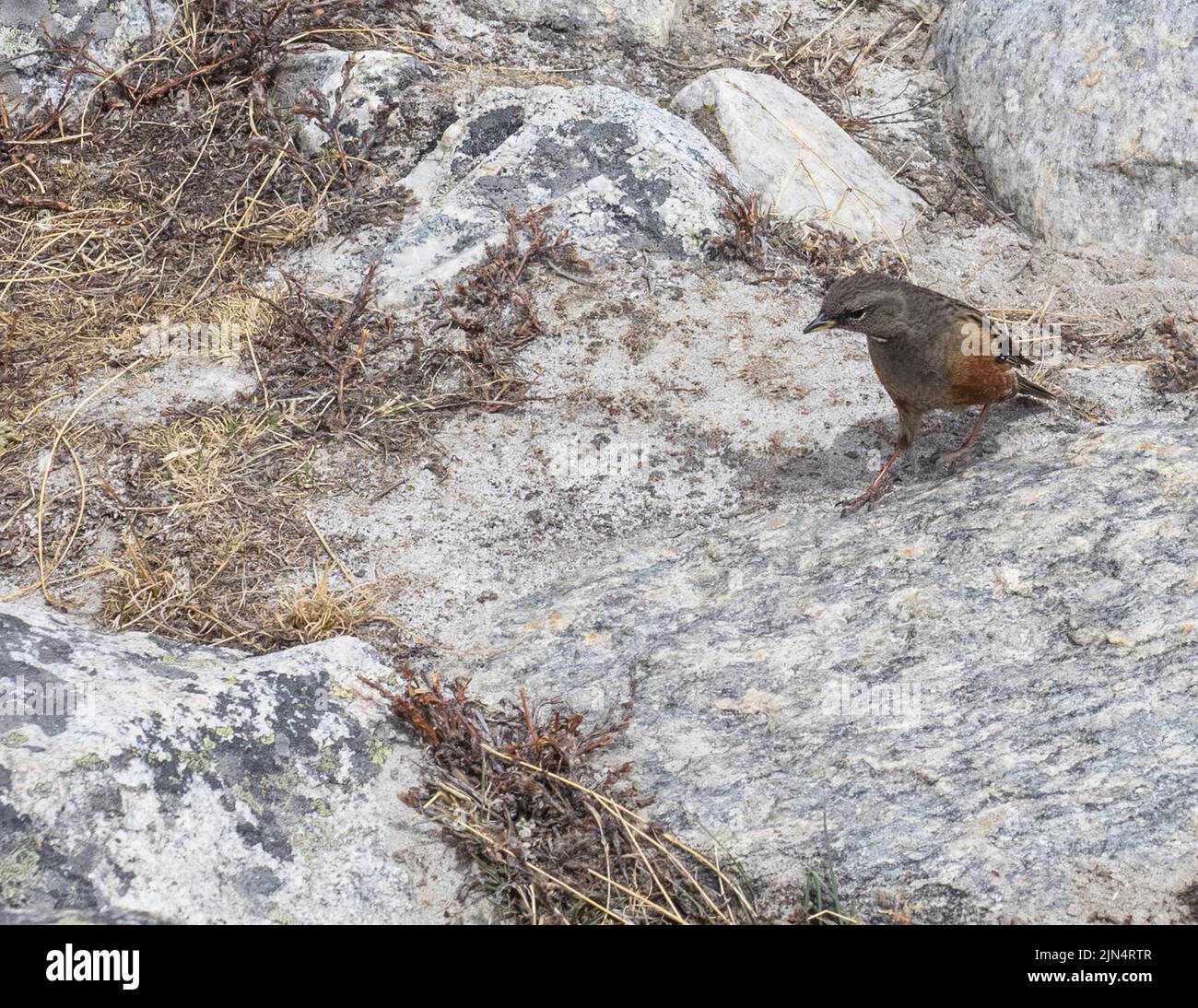 Accentor alpin (Prunella collaris) sur sol rocheux, Lobuche, Khumbu Banque D'Images