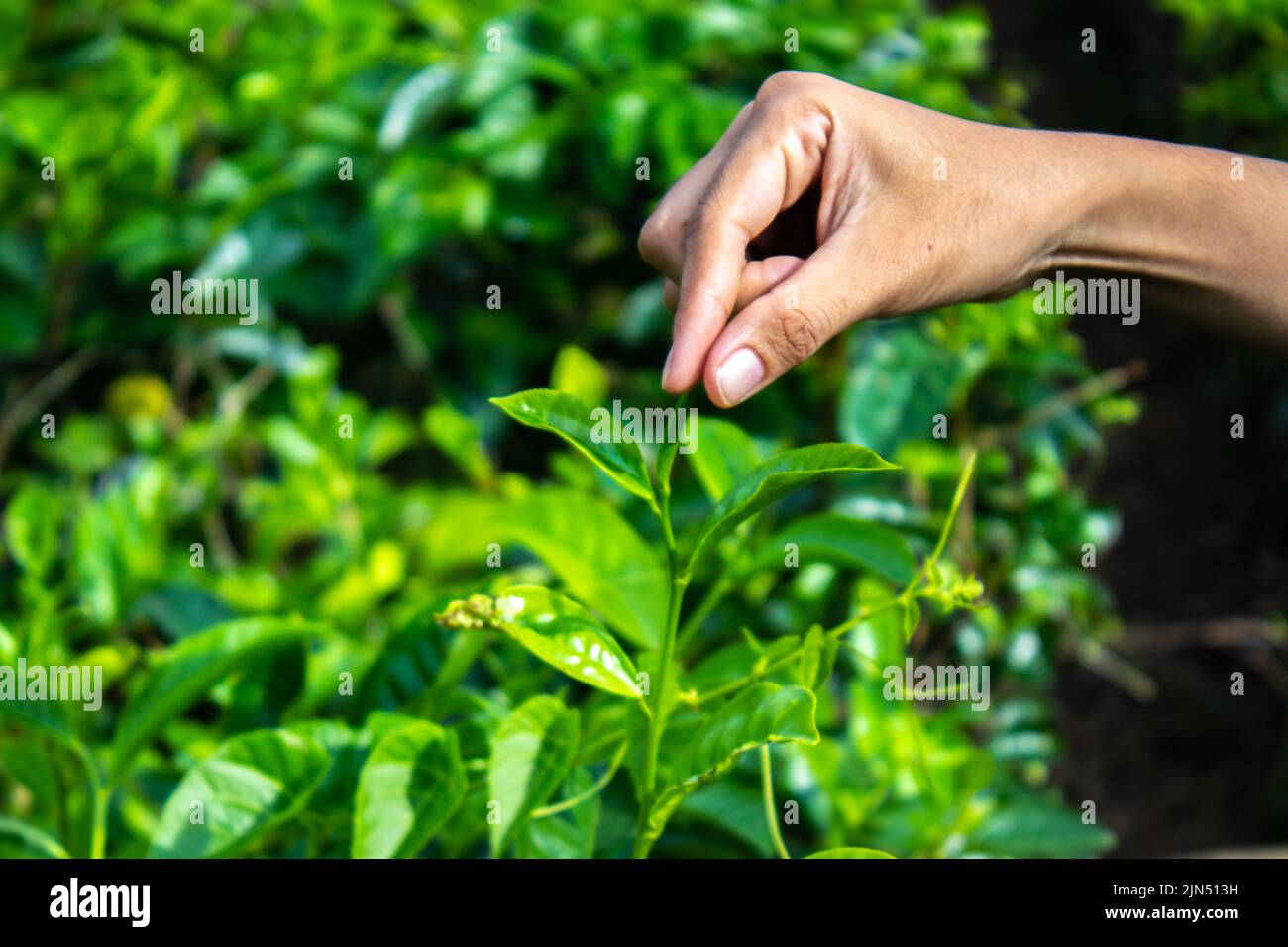 Gros plan les femmes doigt ramassant des feuilles de thé dans une plantation de thé pour le produit , Natural selected , feuilles de thé frais dans une ferme de thé en indonésie Banque D'Images