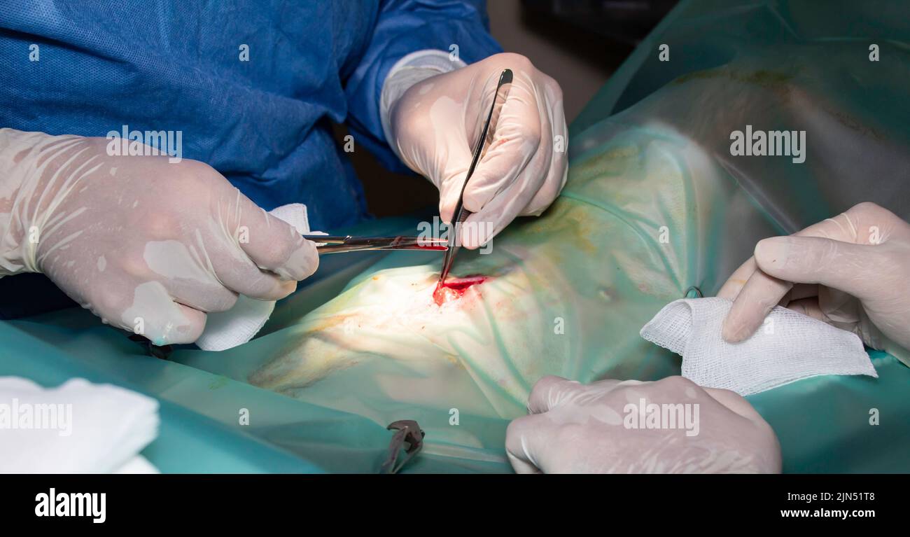 Un gros plan de chirurgiens qualifiés effectuant une chirurgie délicate Banque D'Images