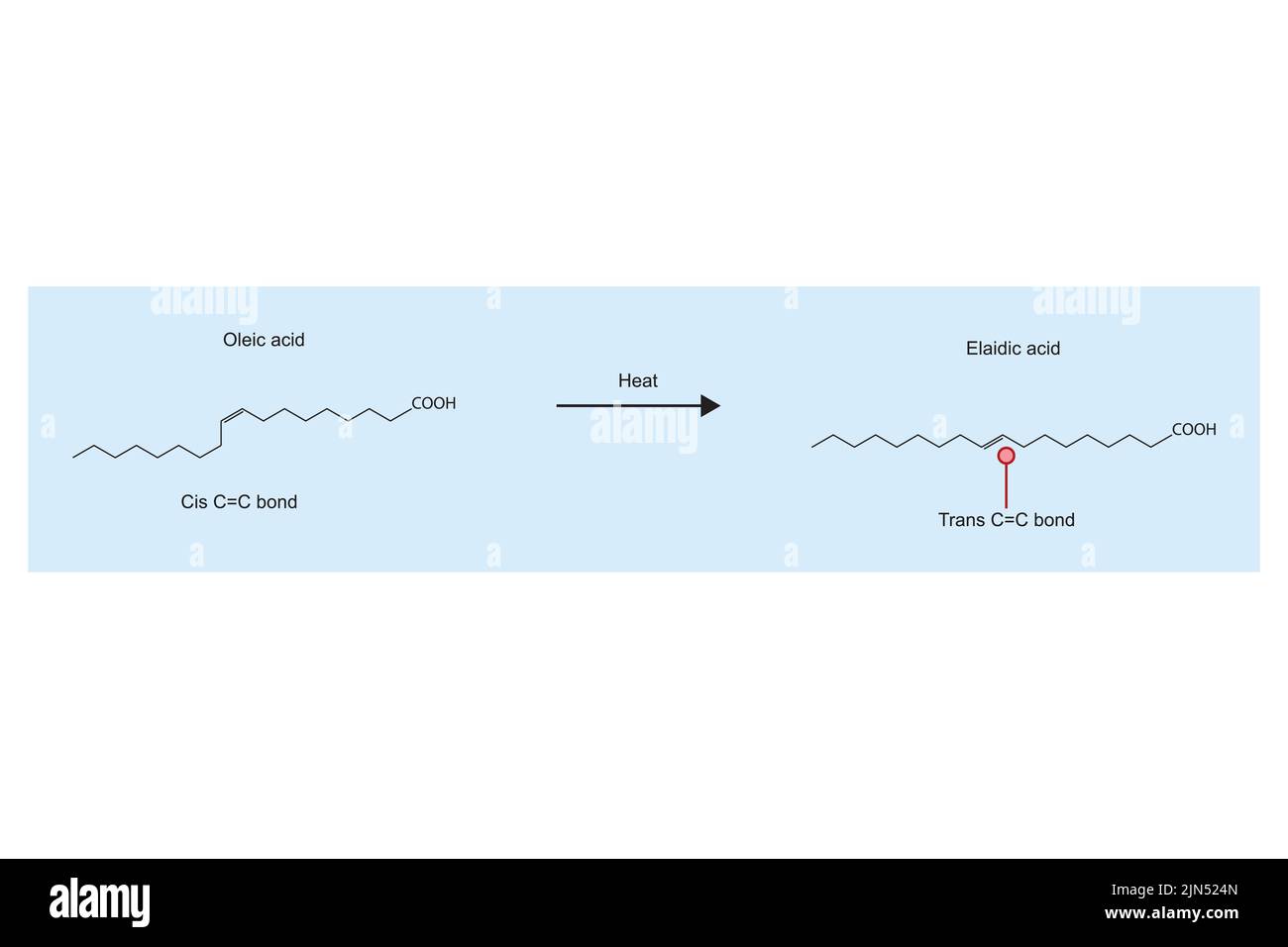 Réaction de chauffage de l'acide oléique à l'acide élaïdique - réaction d'oxydation des acides gras - de la double liaison carbone cis à la double liaison carbone trans. Illustration de Vecteur