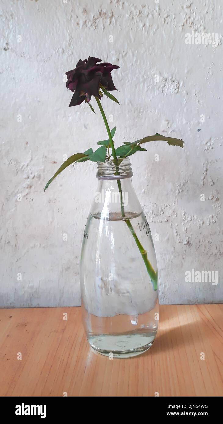 fleur de rose noire dans un vaisseau en verre sur fond blanc. Banque D'Images