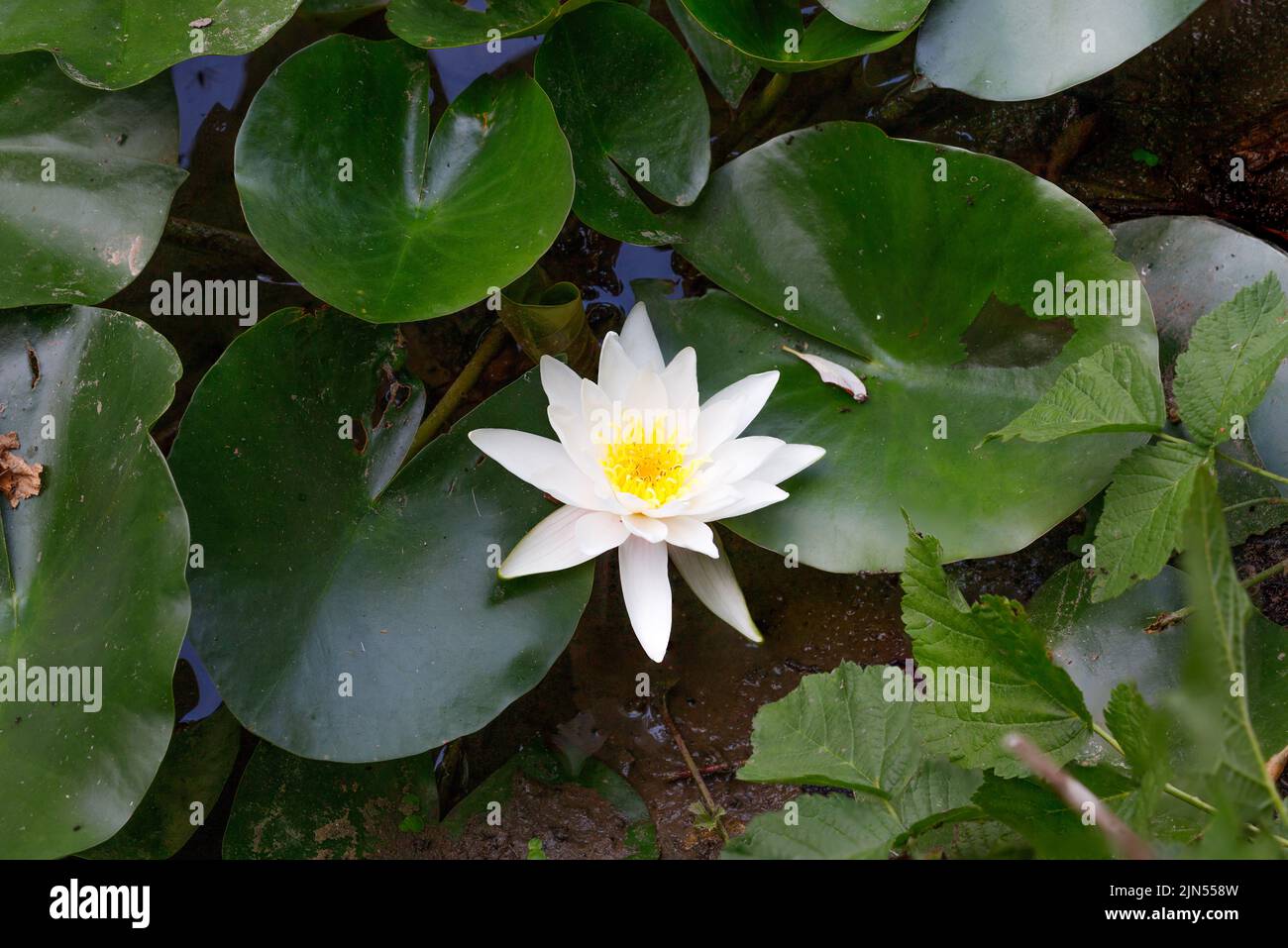 Nymphaea nouchali, souvent connu par son synonyme Nymphaea stellata, ou par les noms communs Lotus bleu, Lotus étoile, nénuphars rouge, nénuphars nains. Banque D'Images
