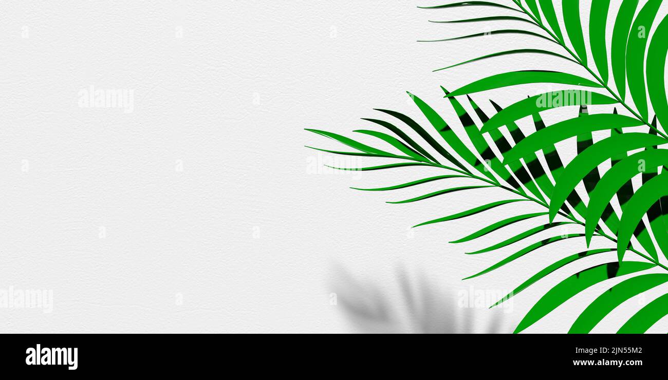 Effet d'ombre de feuilles de palmier vert sur fond blanc. Espace de copie vide. Le motif de pose à plat vectoriel recouvre 3D feuilles tropicales rendues. Présentation Banque D'Images