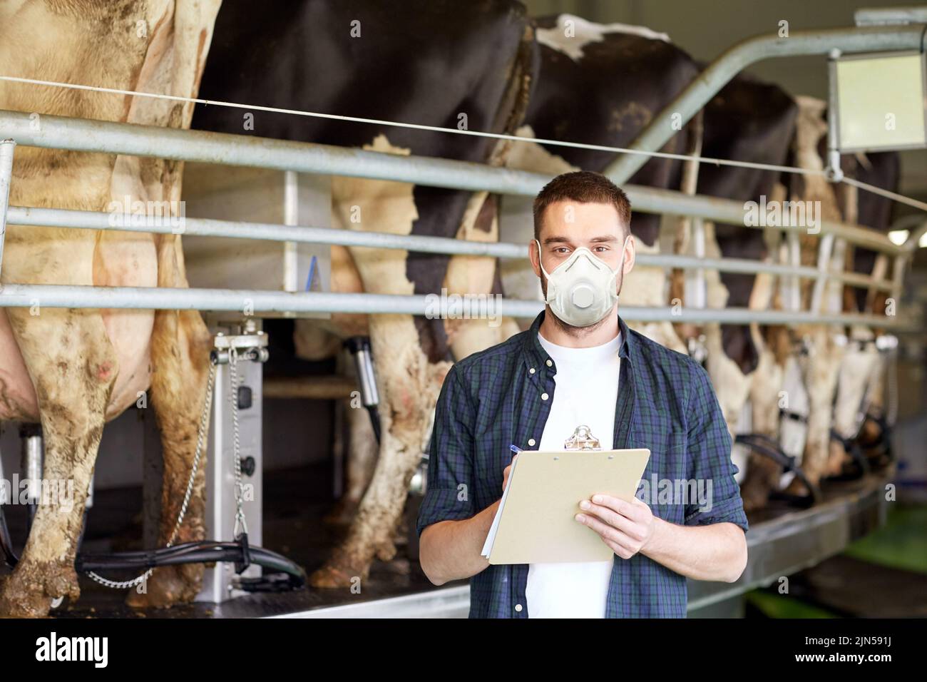 homme dans le masque avec le presse-papiers et les vaches sur la ferme laitière Banque D'Images