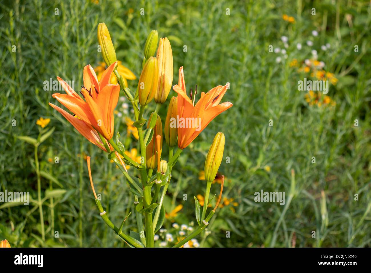 Nénuphar orange dans le jardin d'été. Gros plan de fleurs de nénuphars. Fond floral naturel. Banque D'Images