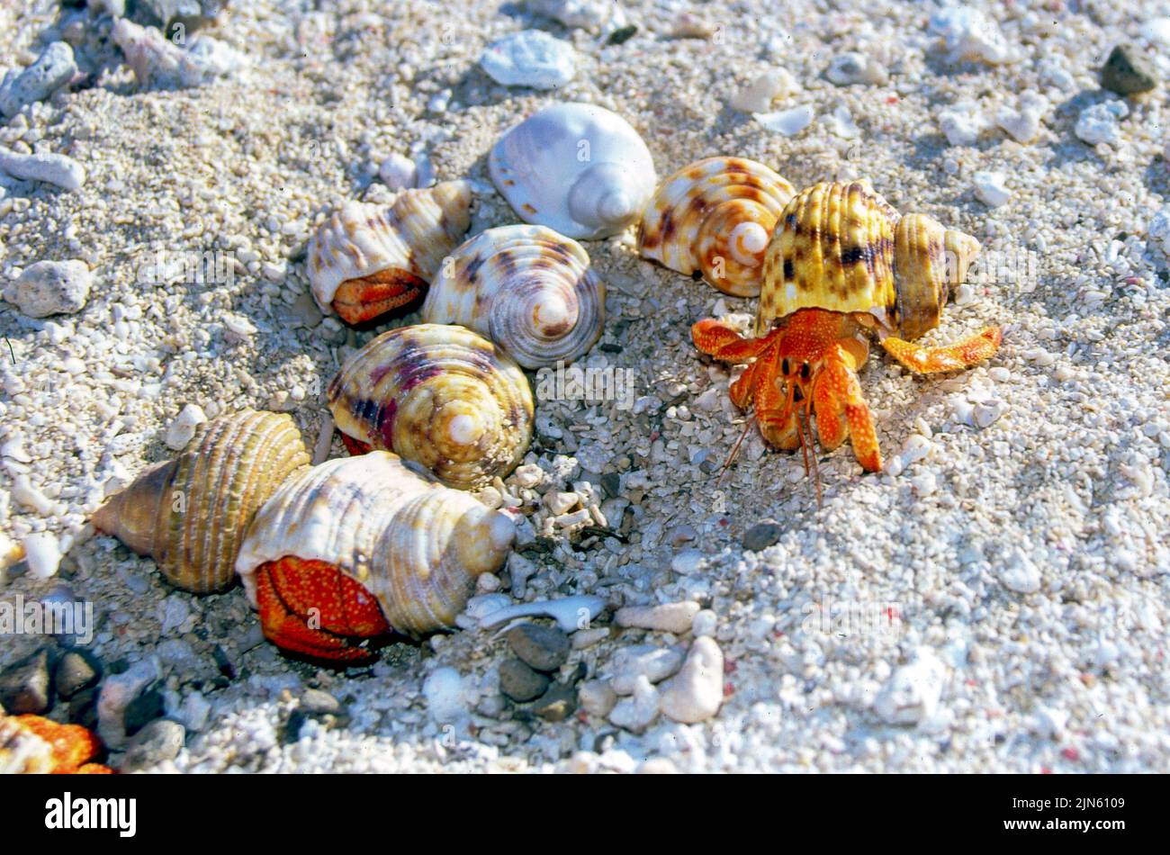 Crabes ermite de terre rouge (Coenobita perlatus) de Flinders Cay, la mer de Corail. Banque D'Images