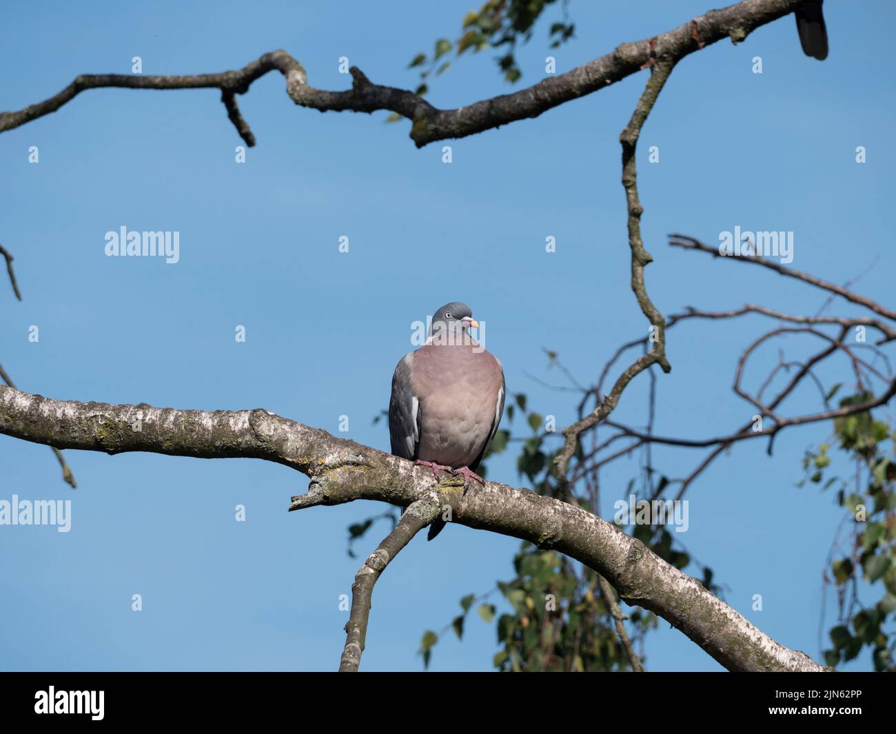 Un pigeon repose dans un arbre sur une branche sèche Banque D'Images