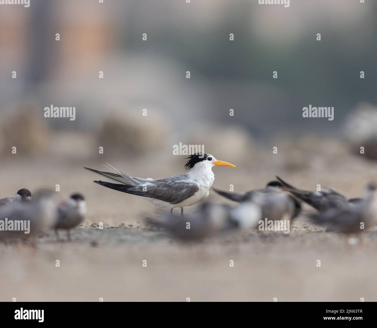Grand sterne à crête parmi la sterne blanche à joues, Tubli, Bahreïn Banque D'Images