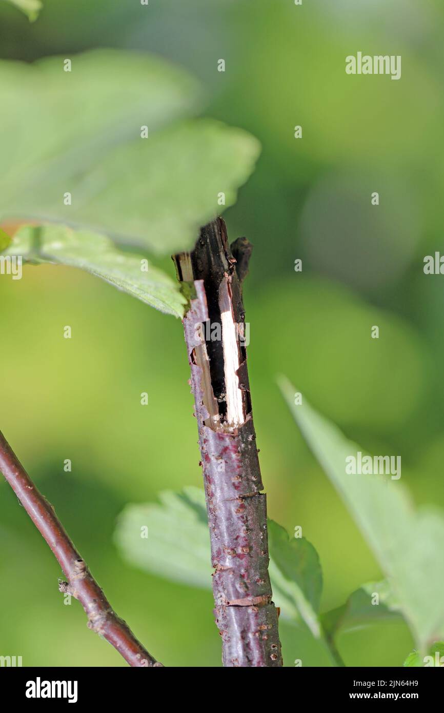 La pousse de cassis creuse par la larve, la chenille de la pyrale de la calanque ( Synanthedon tipuliformis ) de la famille des Sesiidae. Banque D'Images