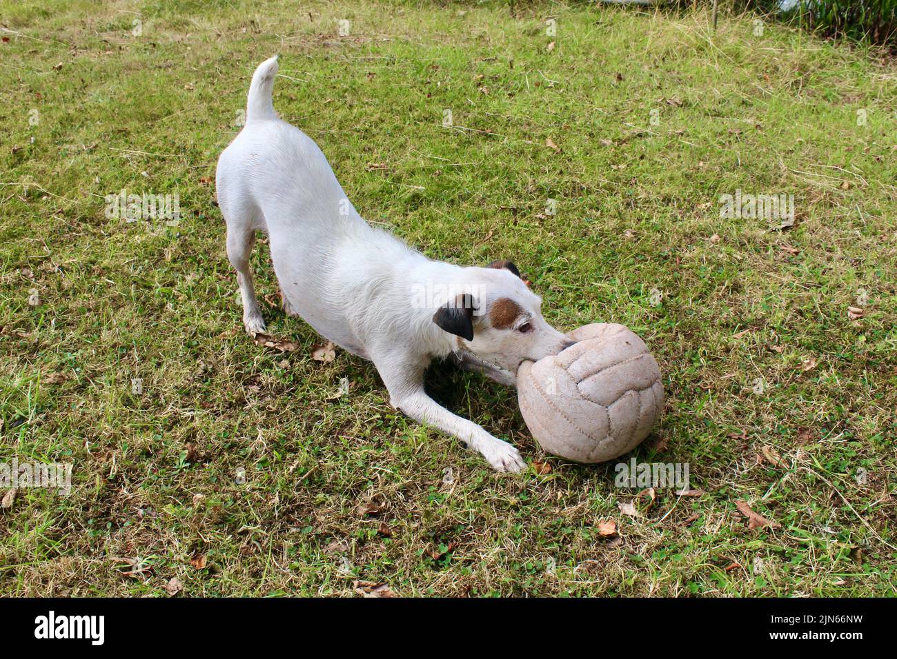 Un chien de Jack Russell piquant un ballon de football en angleterre au Royaume-Uni Banque D'Images