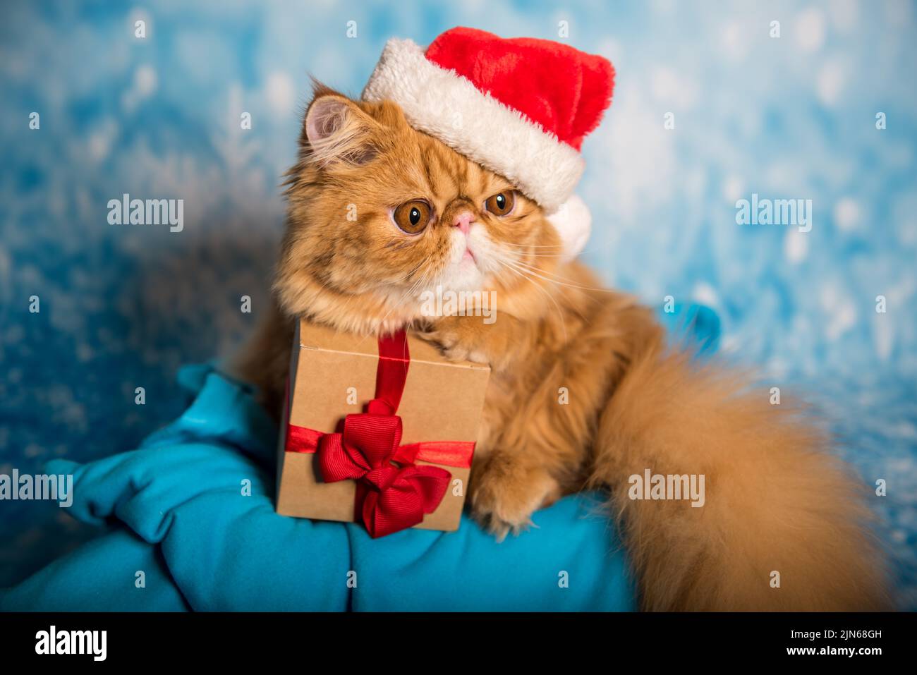 Chat persan rouge en chapeau de Père Noël rouge à Noël Banque D'Images