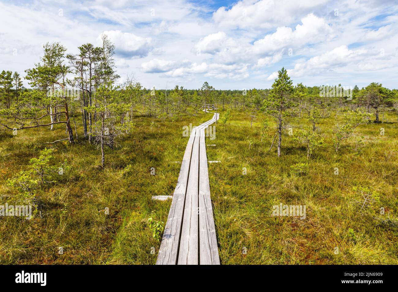 Le sentier de randonnée en bois traverse de petits étangs dans le marais. Le Grand Kemeri bog Banque D'Images