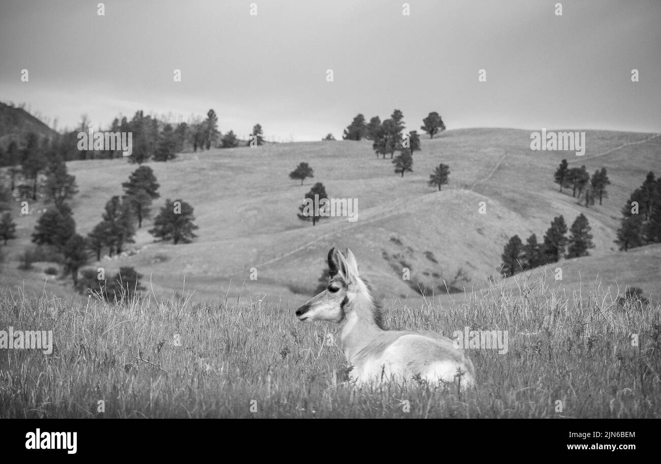 Pronghorn ou Antelope dans le parc national de Custer, dans le Dakota du Sud des États-Unis Banque D'Images