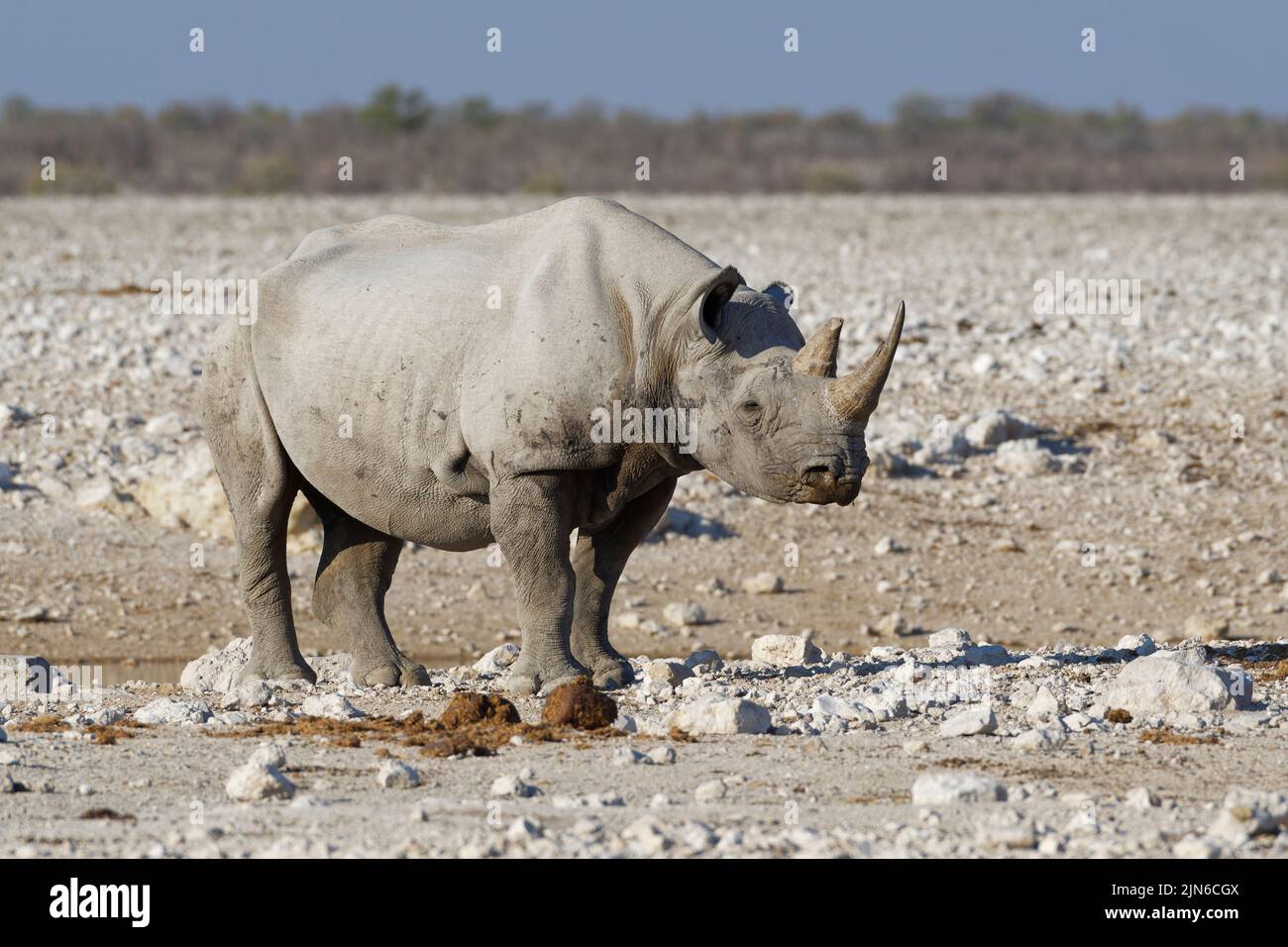 Rhinocéros noirs (Diceros bicornis), adulte debout au trou d'eau, Parc national d'Etosha, Namibie, Afrique Banque D'Images