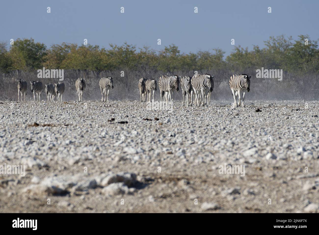 Zèbres de Burchell (Equus quagga burchellii), troupeau sur terrain aride, marchant vers le trou d'eau, Parc national d'Etosha, Namibie, Afrique Banque D'Images