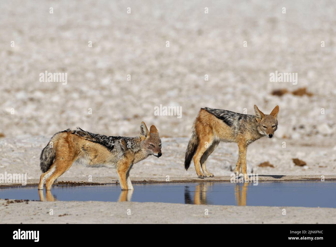 Chacals à dos noir (Canis mesomelas), deux adultes au trou d'eau, Alert, un dans l'eau, Parc national d'Etosha, Namibie, Afrique Banque D'Images
