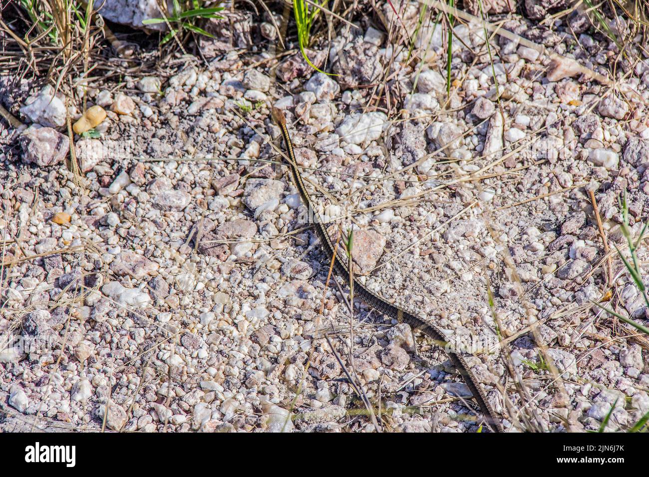 serpents brésiliens en plein air Banque D'Images