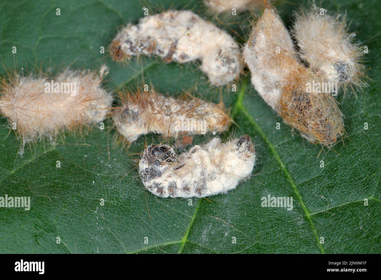 Les chenilles de la queue brune Euproctis chrysorrhoea sont tuées par le champignon entomopathogène Beauveria bassiana. Banque D'Images
