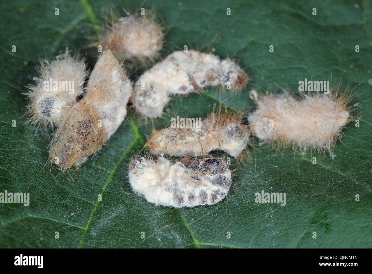 Les chenilles de la queue brune Euproctis chrysorrhoea sont tuées par le champignon entomopathogène Beauveria bassiana. Banque D'Images