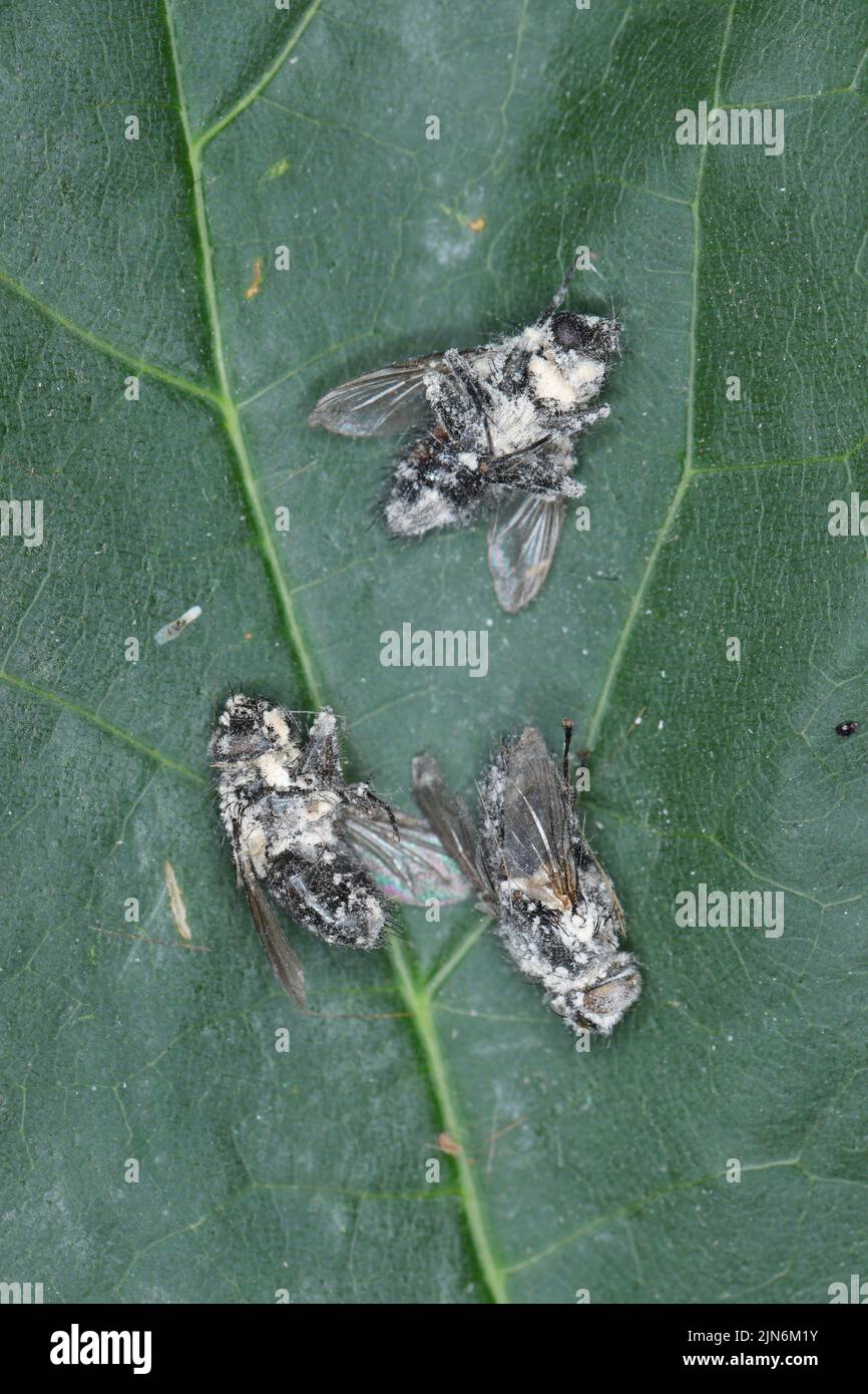 Mouches tuées par le champignon entomopathogène Beauveria bassiana. Les insectes infectés sont recouverts d'un moule blanc. Banque D'Images